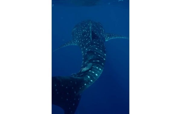 ¿Qué tan saludables son los océanos? Pregúntale a un tiburón ballena